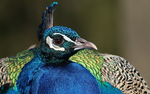 Peacock Royalty [eXPLoReD]