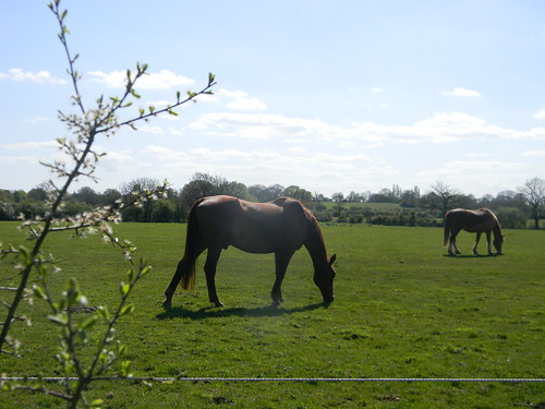 Two horses Staplehurst to Headcorn