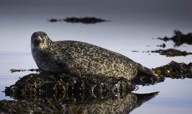 Grey Seal, Isle of Bute