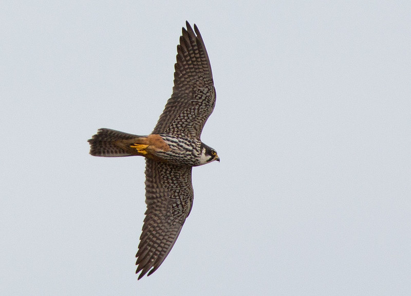 Hobby - in difficult light and distant