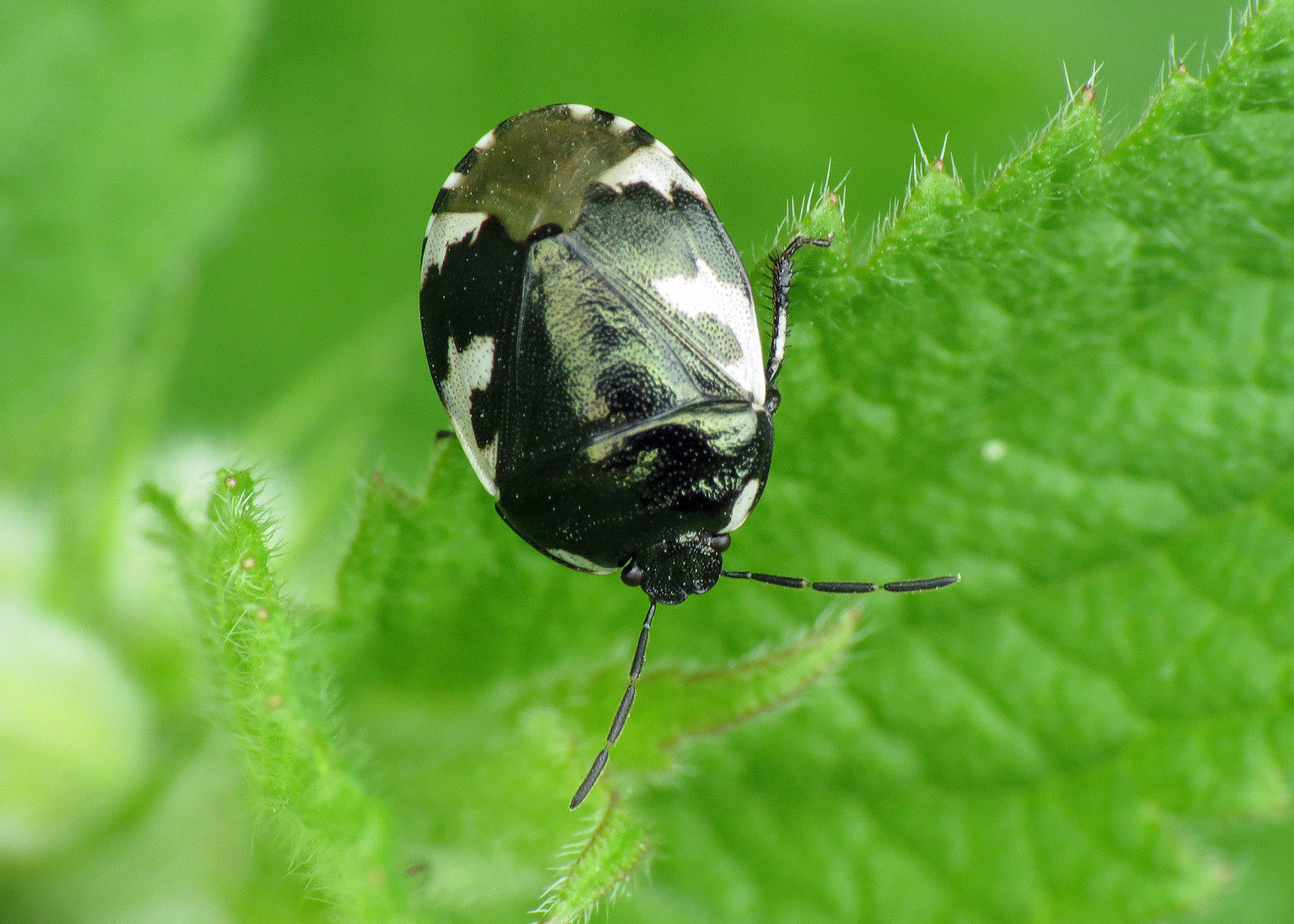 Pied Shieldbug - Sehirus bicolor