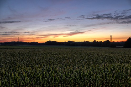 sunset cornfield sonnenuntergang maisfeld wildeshausen