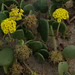 Flickr photo 'yellow sand verbena, Abronia latifolia' by: Jim Morefield.