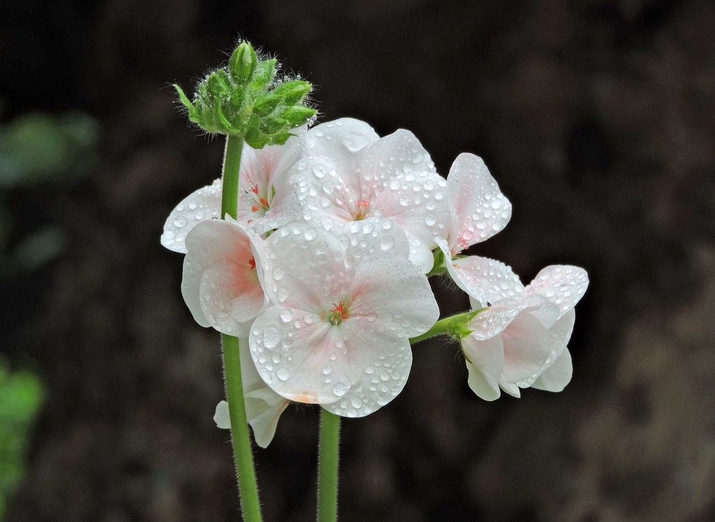 So delicate and sweet Zonal Geraniums