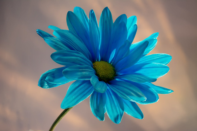 Blue Daisy Portrait 720