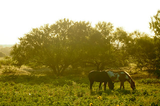 horses at sunset #2