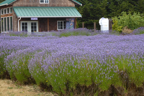 Sequim lavender | by Jerry Sue Bassalleck