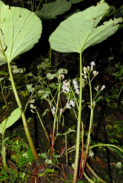 Begonia asperifolia
