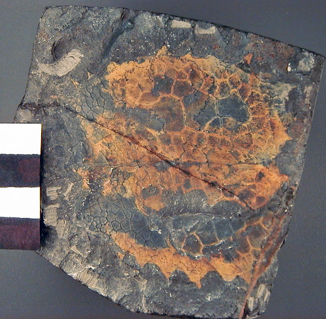 Tuzoia getzi (fossil bivalved arthropod) (Kinzers Formation, Lower Cambrian; Getz Quarry, near Rohrerstown, Pennsylvania, USA)