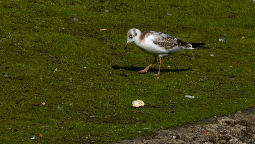 Young black-headed gull