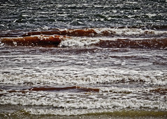 Red Algae, Cloudy Bay Beach, Bruny Island
