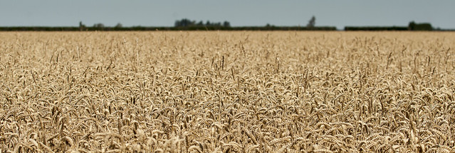 20140128_7919_1D3-70 Wheat field