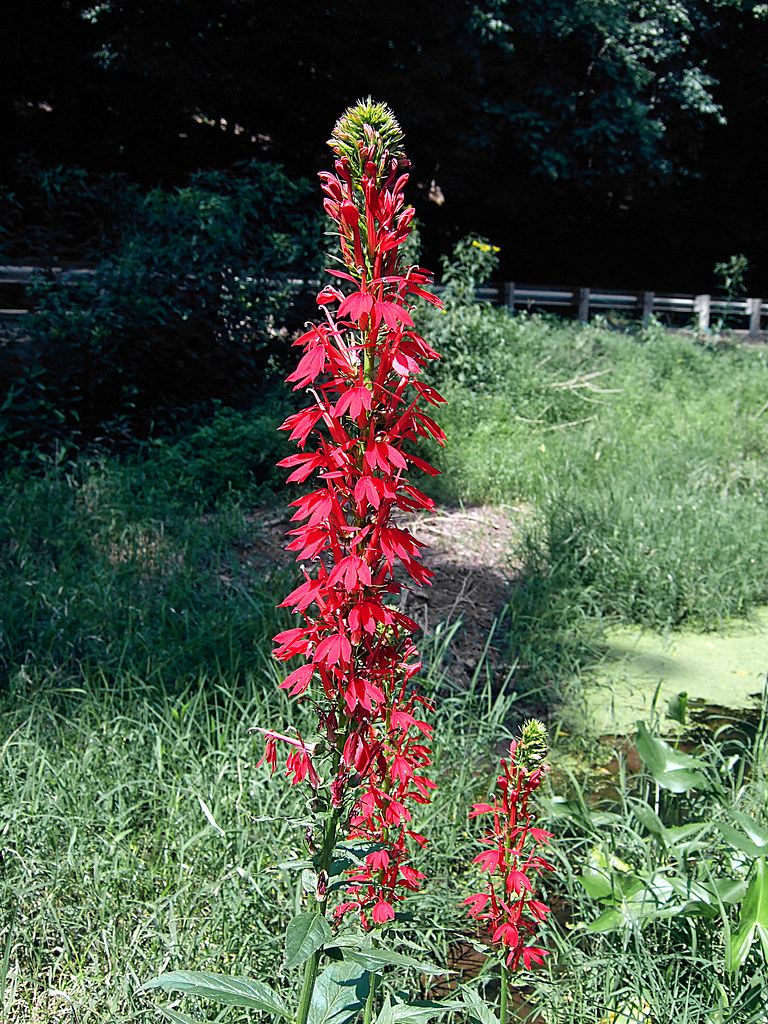 cardinal flower | Found this and many others in the Delaware… | Flickr