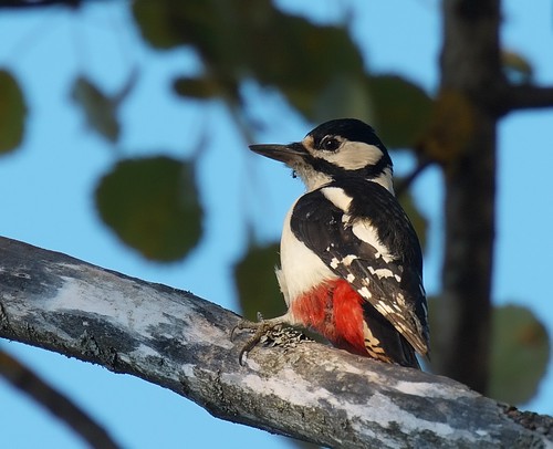 Större Hackspett / Great Spotted Woodpecker | by Stefan Berndtsson