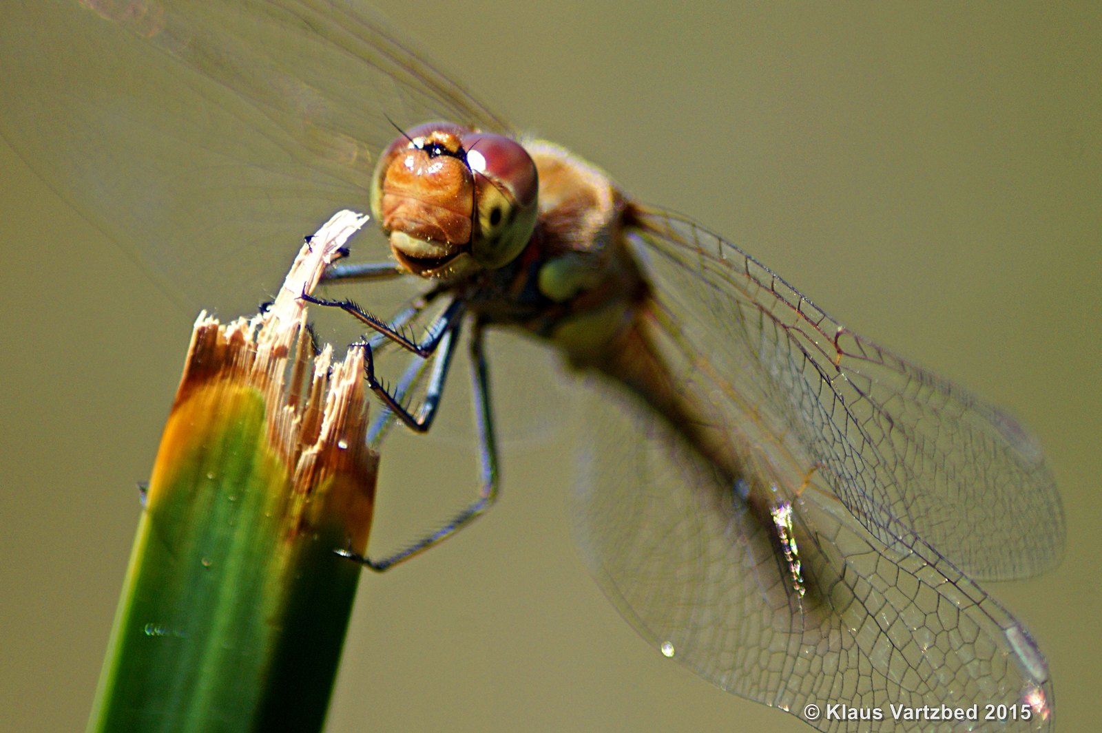 Dragonfly Smile