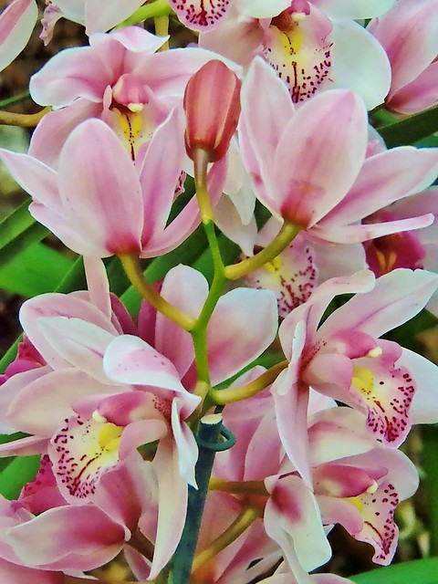 Kew Gardens Orchids Festival 2017 - Cymbidium Orchids