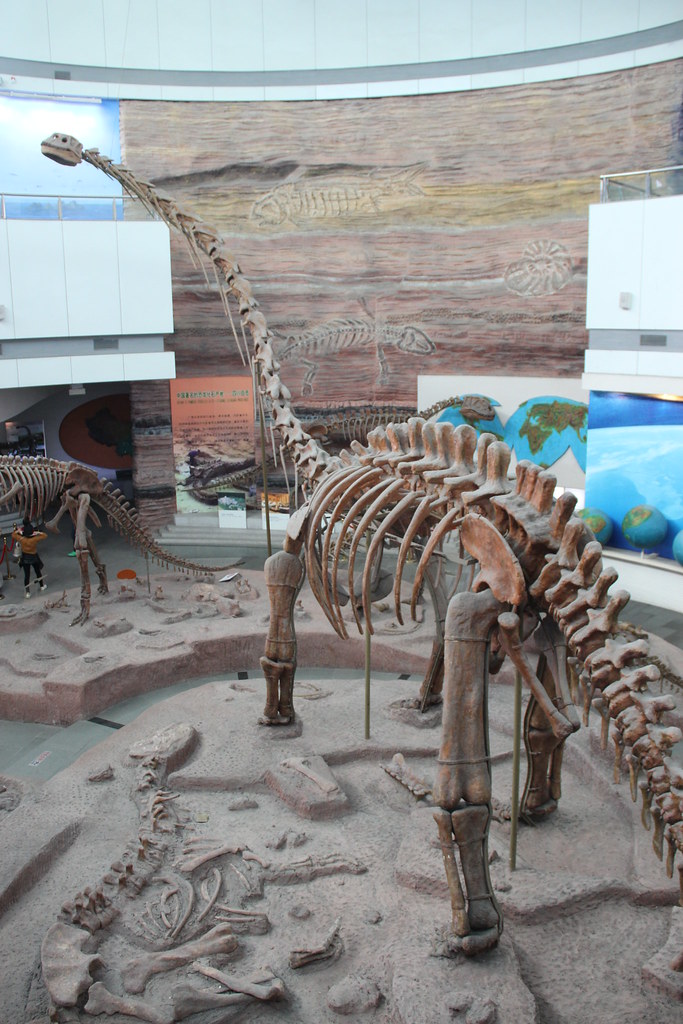 Mamenchisaurus Skeleton