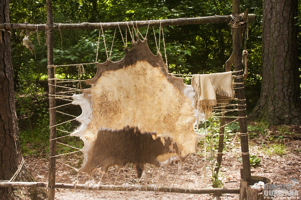 Tanning Hides to make Buckskin clothing in the Powhatan In…