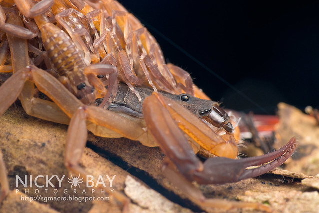 Scorpion with babies (Lychas scutilus?) - DSC_8997