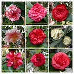 山茶花 Camellia japonica cultivars 5  [深圳園博園茶花展 Shenzhen Camellia Show, China]