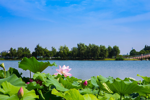 china park summer lake flower landscape temple ancient lotus buddhist buddhism greenery 金山 公园 jinshan 镇江市