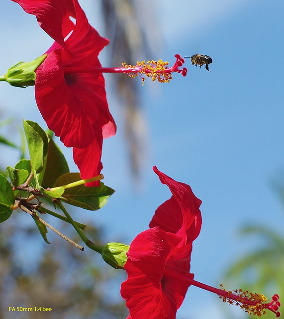 Red flower bee