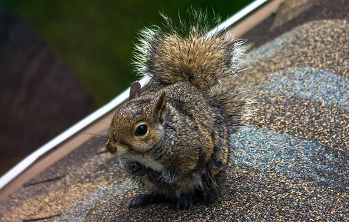 Squirrel | by JCLAdams