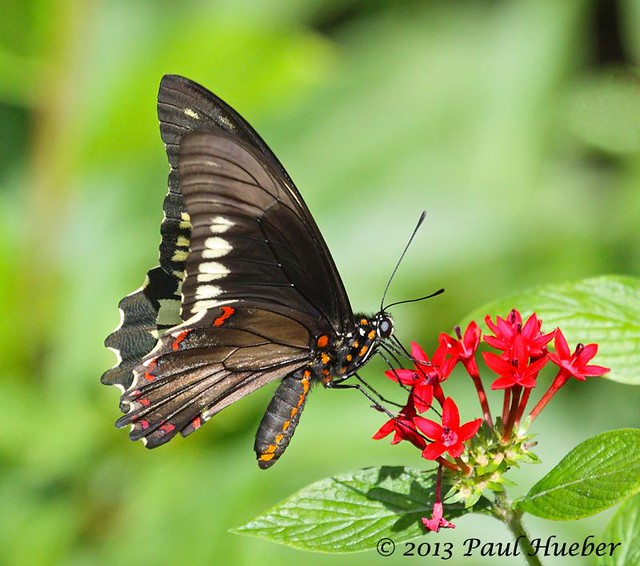Polydamas Swallowtail butterfly (Battus polydamas)