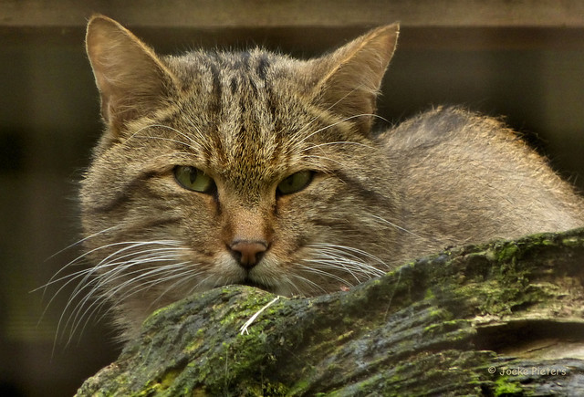 Naturwildpark Granat - European wildcat