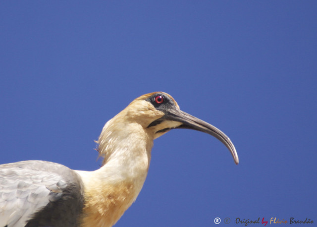 Série com Curicaca-Comum (Theristicus caudatus) - Series with the Buff-necked ibis - Bandurria Común, Bandurria, Tutachi - 11-01-2014 - IMG_9123