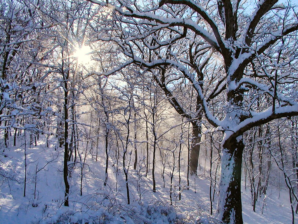Sunburst in snowy woods SL