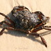 Flickr photo 'Crab,Green_Assateague,MD_©DaveSpier_D071445f' by: northeast naturalist.