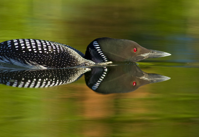 Common Loon - Stalking Grebe.