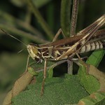 Admirable Grasshopper, Syrbula admirabilis Sequoyah N.W.R., OK
