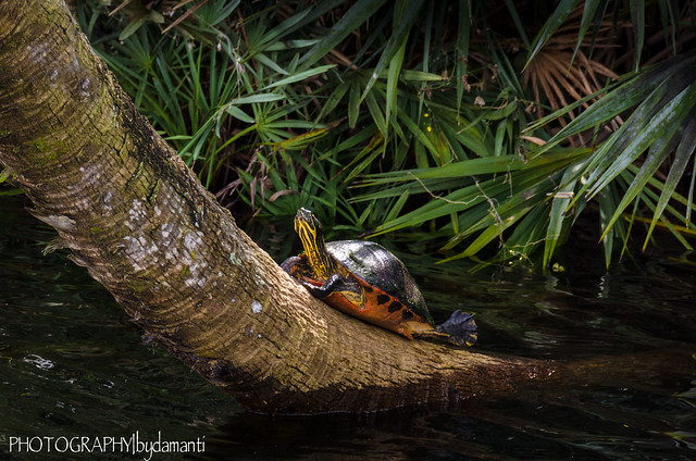 RED BELLIED TURTLE