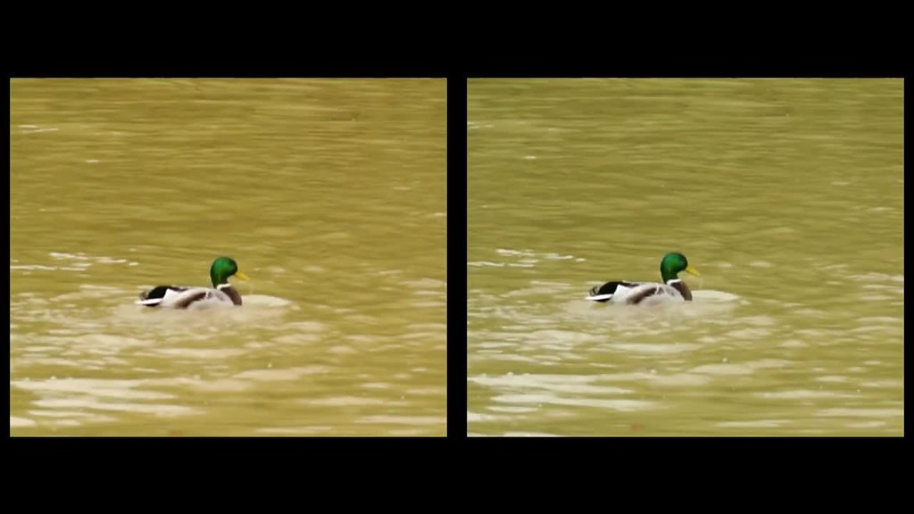 Ducks fighting - 3d movie clip - crossview