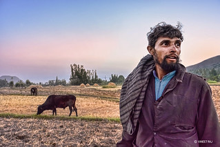 Portrait of a man from gujjar tribe with his cattle.