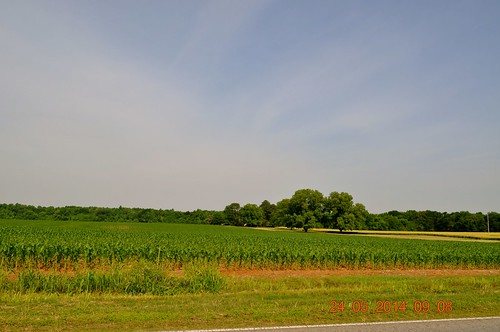 field corn traveling