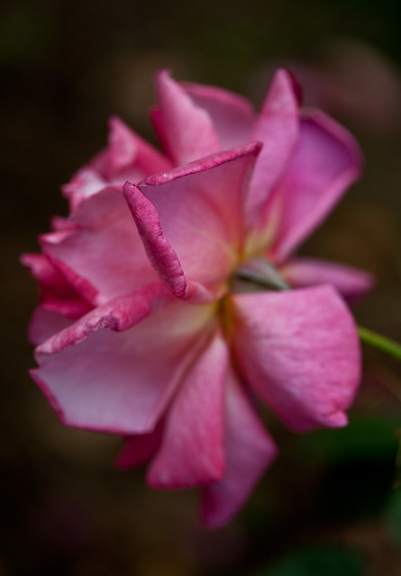 Pink Rose - July 2013
