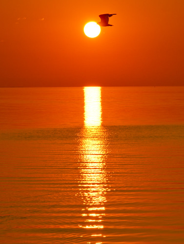Untitled by hyframes, sun sunlight ontario canada bird sunrise ripples lakeontario mississauga portcredit stlawrencepark n