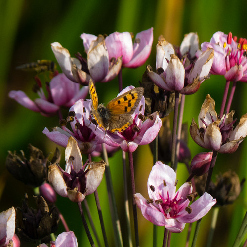 Reed with pink flowers and small copper