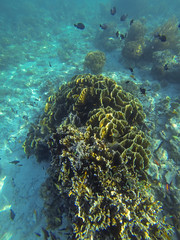 Snorkel coral
