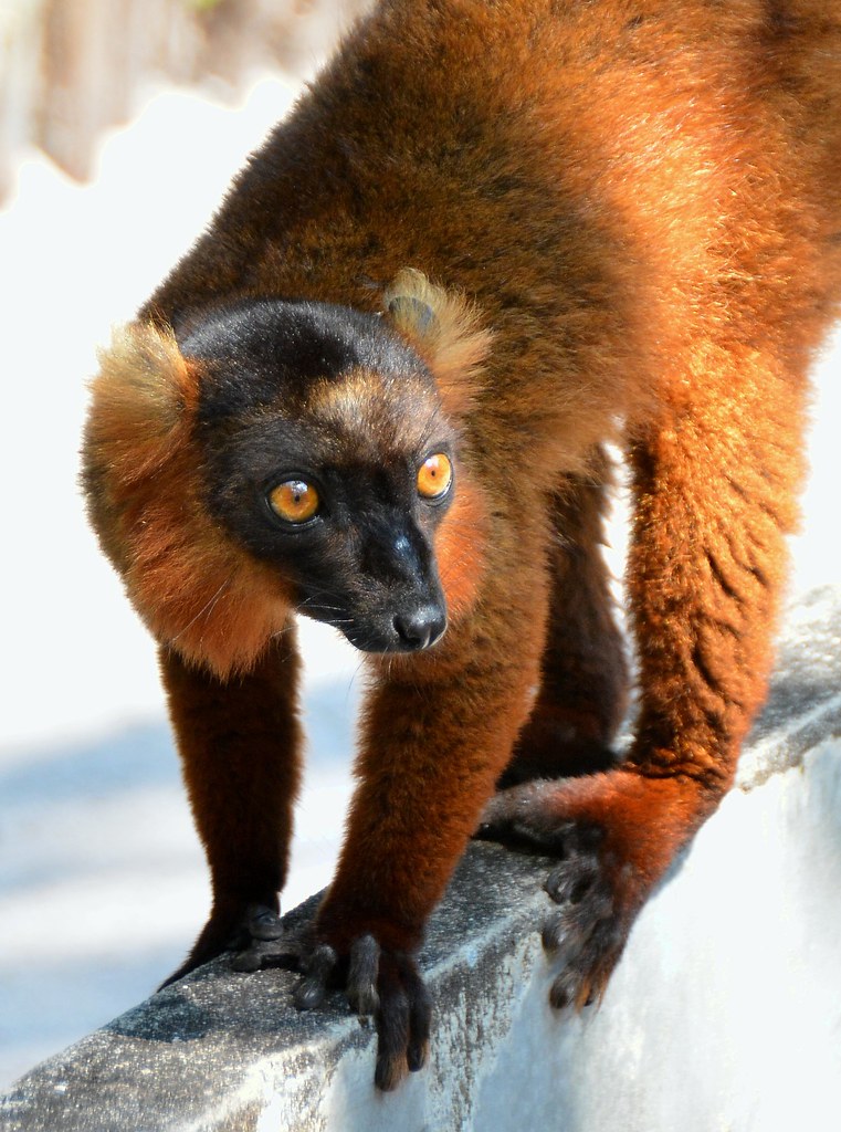 Red-ruffed Lemur (Varecia variegata rubra), Madagascar.