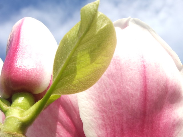 Magnolia Pickard's Pearl,  Springtime Royal Botanic Gardens, Kew @ 15 March 2014 (Part 4 of 4)