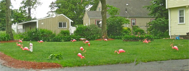 imagine waking up to a lawn full of flamingos