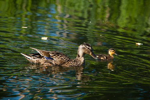 Duck and duckling
