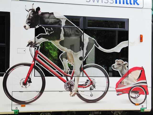 Swiss Cow on velo