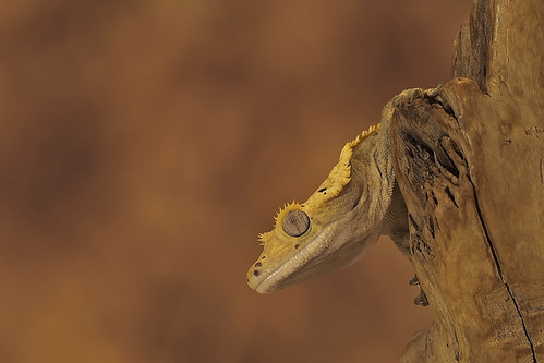 Peek a Boo.... | by klythawk