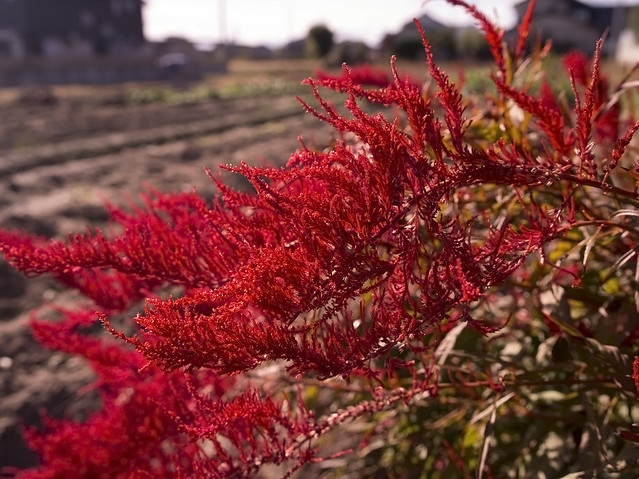 Red Plant