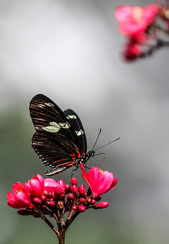 Loaded with Pollen! | by **El-Len**